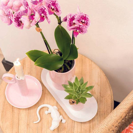 Ovales Tablett – Weiß – Metalltablett 30x13cm – Dekoteller für Pflanzen, Töpfe & Wohnaccessoires – Stilvolle Basis für Orchideen & Deko – Sets