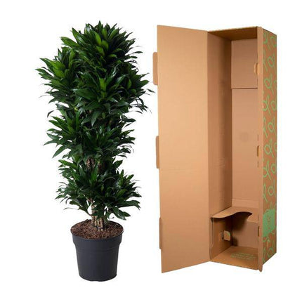 Drachenbaum – Dracaena Compacta 140cm – Ø31cm – Zimmerpflanze mit dunkelgrünen glänzenden Blättern – Elegante pflegeleichte Grünpflanze für Wohnzimmer, Büro & Wintergarten