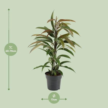 Gummibaum Ficus Binnendijkii Amstel King – Zimmerpflanze Ø17cm – ca. 70cm hoch – pflegeleichte grüne Pflanze für Wohnzimmer, Büro & Innenraumbegrünung