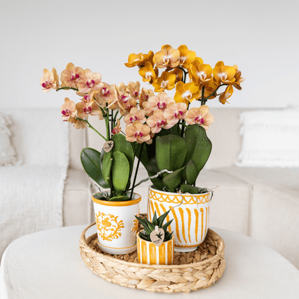Orchidee Jamaica Orange Phalaenopsis – Zimmerpflanze mit 2-3 Rispen – inkl. Malaga Deko-Topf Orange Ø9cm – tropische Blühpflanze für Zuhause