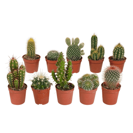 Sukkulenten & Kakteen Mix 10 Pflanzen Ø5,5cm – pflegeleichtes Pflanzen Set für Urban Jungle, Fensterbank, Wohnzimmer & Büro