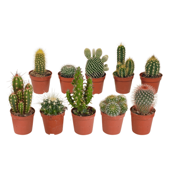 Sukkulenten & Kakteen Mix 10 Pflanzen Ø5,5cm – pflegeleichtes Pflanzen Set für Urban Jungle, Fensterbank, Wohnzimmer & Büro