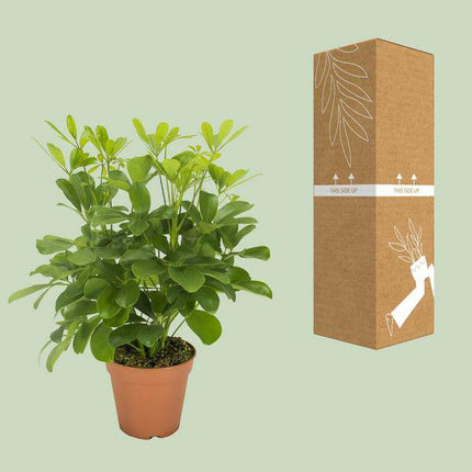 Strahlenaralie – Schefflera Nora – Zimmerpflanze – Ø13cm – ca. 35cm hoch – dekorative pflegeleichte Pflanze für Wohnung & Büro