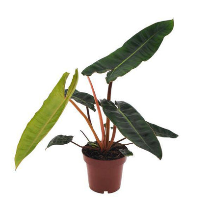 Philodendron billietiae – Baumfreund – Ø12cm – Höhe ca. 25cm – Pflegeleichte Zimmerpflanze – Tropische Blattschmuckpflanze mit glänzenden Blättern