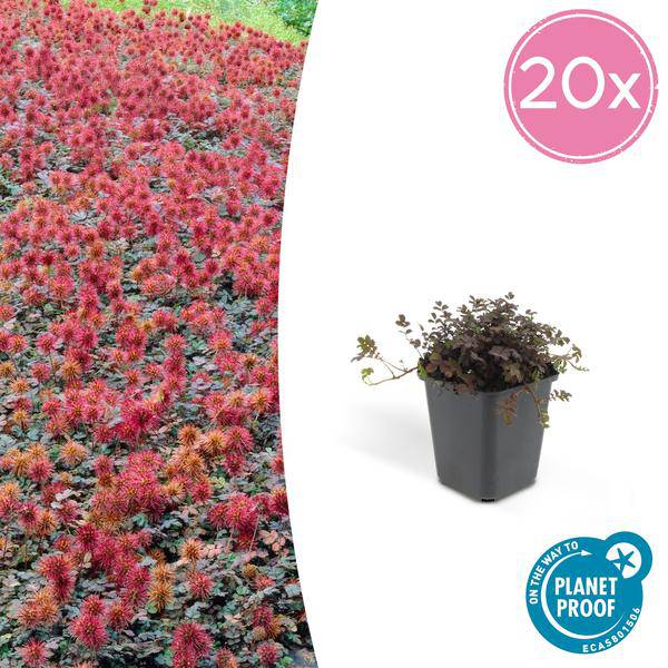 Braunrotes Stachelnüsschen – Acaena microphylla 'Kupferteppich' – 20 Pflanzen – Bodendecker Pflanze – Flachwachsender Kupferteppich für sonnige & halbschattige Lagen – Pflegeleicht & winterhart