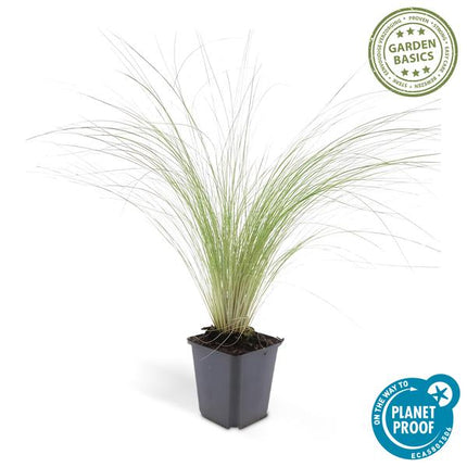 Federgras Stipa tenuissima 'Pferdeschwänze' – ↕10-25cm – Ø9cm – 12 Pflanzen – Luftiges, pflegeleichtes Ziergras für Garten & Balkon – Blüte Mai–September