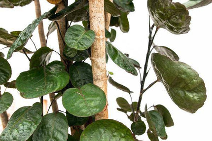 Fiederaralie – Polyscias Fabian – Zimmerpflanze 160cm – Ø30cm – Exotische Grünpflanze mit glänzenden Blättern – XXL – Pflanze für Wohnzimmer & Büro