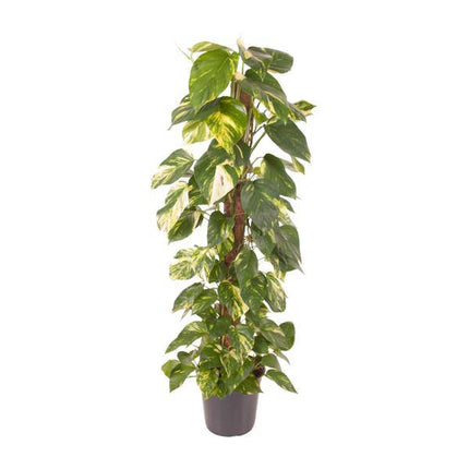 Efeutute Epipremnum Pinnatum – Zimmerpflanze – Ø24cm – ↕120cm – Goldene Efeutute mit herzförmigen Blättern – Luftreinigende & pflegeleichte Zimmerpflanze