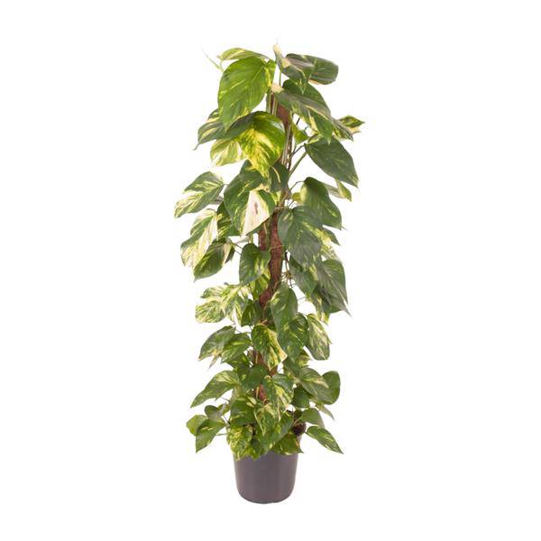Efeutute Epipremnum Pinnatum – Zimmerpflanze – Ø24cm – ↕120cm – Goldene Efeutute mit herzförmigen Blättern – Luftreinigende & pflegeleichte Zimmerpflanze