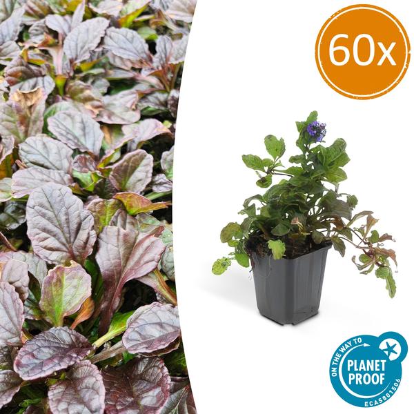 Kriechender Günsel Ajuga reptans – 60 Pflanzen – ↕10-25cm – Ø9cm – Bodendecker – Halbschatten & Schatten – Blühend & pflegeleicht
