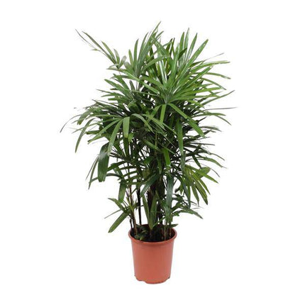 Steckenpalme – Rhapis excelsa – Lady Palm – Ø27cm – Höhe ca. 120cm – Pflegeleichte Zimmerpalme – Luftreinigende tropische Pflanze für Innenräume