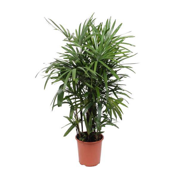Steckenpalme – Rhapis excelsa – Lady Palm – Ø27cm – Höhe ca. 120cm – Pflegeleichte Zimmerpalme – Luftreinigende tropische Pflanze für Innenräume