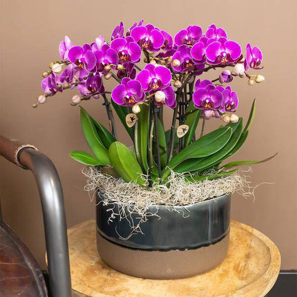 Phalaenopsis Orchidee Lilac Morelia – Zimmerpflanze – Ø9cm – Fliederfarbene Blütenpracht