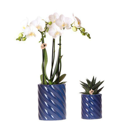 Amabilis Orchidee Weiß & Sukkulente Haworthia – Zimmerpflanzen Set – Candy Dekotöpfe Blau Ø9cm & Ø6cm – Pflanzenset für Wohnzimmer & Geschenkidee