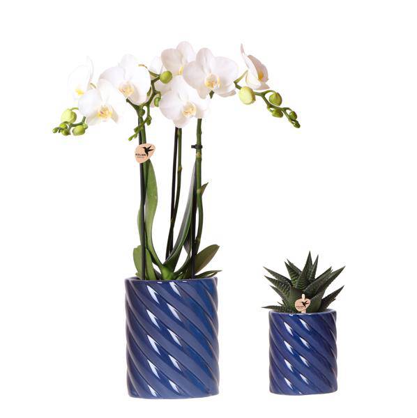 Amabilis Orchidee Weiß & Sukkulente Haworthia – Zimmerpflanzen Set – Candy Dekotöpfe Blau Ø9cm & Ø6cm – Pflanzenset für Wohnzimmer & Geschenkidee