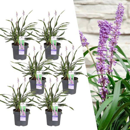 Liriope muscari 'Ingwersen' – Glöckchentraube – Immergrüne Staude mit lavendelfarbenen Blüten – Ø14cm – ↕25cm – 6 Pflanzen