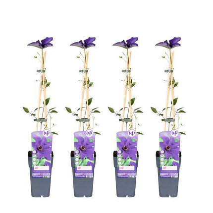 Waldrebe – Clematis 'The President' – 4 Pflanzen – Ø15cm – ↨65cm – Kletterpflanze mit violetten Blüten – ideal für Garten & Pergola