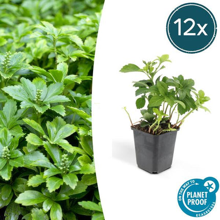 Pachysandra terminalis 'Green Carpet' – 12 Pflanzen – Immergrüner Bodendecker für Schatten – Pflegeleicht & Robust – Weiße Blüten im Frühjahr