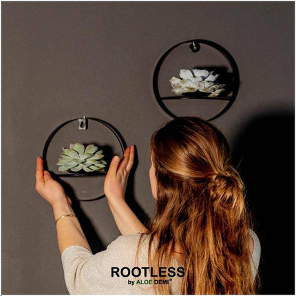 Sukkulente – Echeveria lilacina ROOTLESS – Ø20cm Wanddeko-Ring Schwarz – Zimmerpflanze ohne Wurzeln – Pflegeleichte Schnitt-Sukkulente als Wanddekoration & Tischdeko