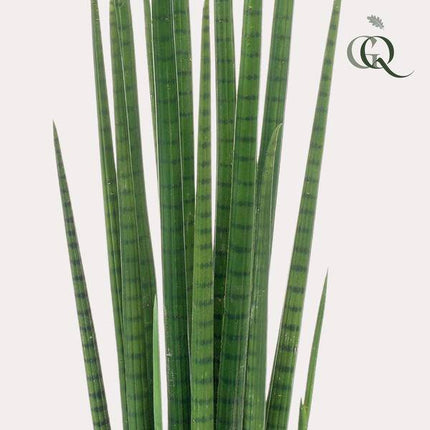 Kunstpflanze Sansevieria Cylindrica – Frauenzunge 70cm – Täuschend echt & pflegefrei – Dekorative Kunst-Zimmerpflanze für Wohnung & Büro – Nachhaltig & langlebig
