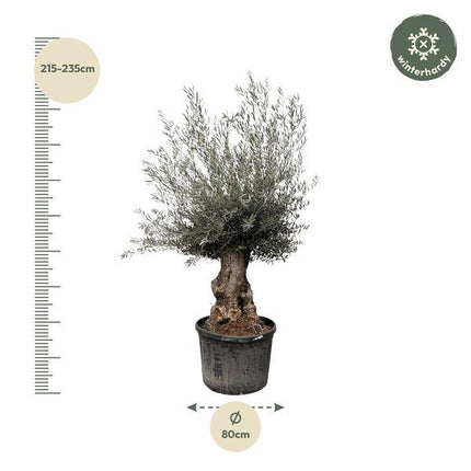 Olivenbaum – Olea Europaea Bonsai – 225cm – Ø80cm – Mediterrane Pflanze mit gedrehtem Stamm – Echter Olivenbonsai für Garten, Terrasse & Innenbereich