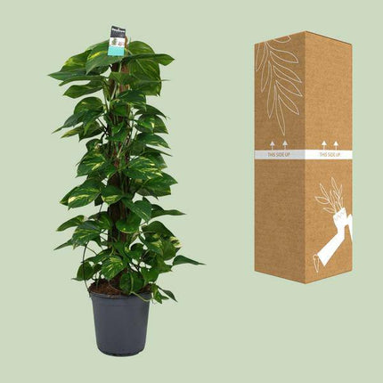 Efeutute Scindapsus Epipremnum – Ø24cm – ↕120cm – Pflegeleichte Rankpflanze & luftreinigende Zimmerpflanze – Große Grünpflanze für Wohnzimmer, Büro & Wintergarten