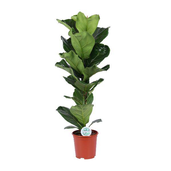 Geigen-Feige – Ficus Lyrata – Zimmerpflanze – Ø21cm – ca. 90cm hoch – dekorative Grünpflanze mit großen geigenförmigen Blättern – pflegeleicht & luftreinigend
