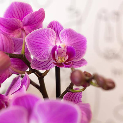 Phalaenopsis-Orchidee Mineral Vienna – Rosa – Ø9cm – Blühende Zimmerpflanze – 2-3 Zweige – Natürliche Farbpracht