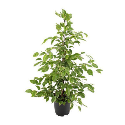 Birken-Feige Ficus benjamina Goldenking – Zimmerpflanze – Ø21cm – Ca. 95cm – Glänzende Blätter – Pflegeleicht – Für Halbschatten & Innenräume