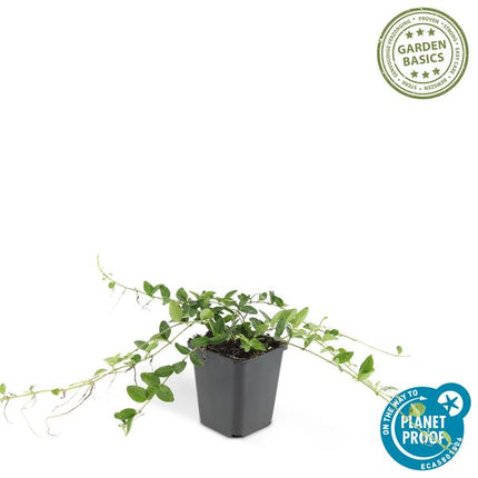 Immergrün – Vinca minor 'Alba' – ↕10-25cm – Ø9cm – 6 Pflanzen – Bodendecker mit weißen Blüten – Pflegeleicht & sonnig/schattig