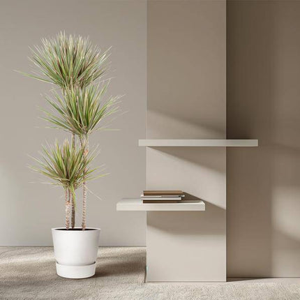 Drachenbaum – Dracaena Bicolor Carrousel 150cm – Ø24cm – Zimmerpflanze mit zweifarbigen Blättern in Grün & Cremeweiß – Pflegeleichte dekorative Grünpflanze für Wohnzimmer, Büro & Wintergarten