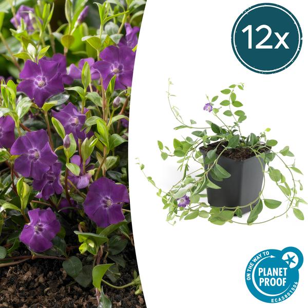 Immergrün – Vinca minor 'Atropurpurea' – ↕10-25cm – Ø9cm – 12 Pflanzen – Bodendecker mit lila Blüten – Sonnig & schattig – Pflegeleicht