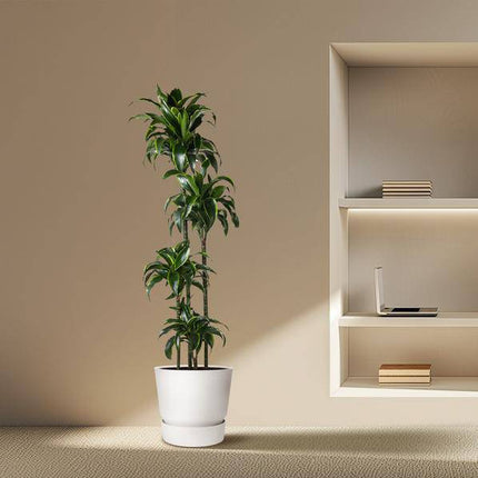 Drachenbaum – Dracaena Dorado 170cm – Ø27cm – Zimmerpflanze mit gold-grünen Blättern – Tropische Dekopflanze für Wohnzimmer, Büro & Wintergarten – Pflegeleicht