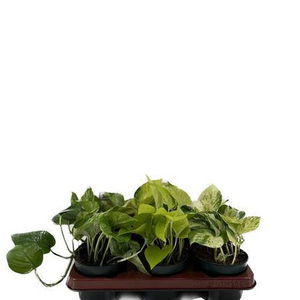 Efeutute – Epipremnum Mix – 6 Pflanzen – Ø12cm – Höhe ca. 15cm – Pflegeleichte Zimmerpflanzen – Rank