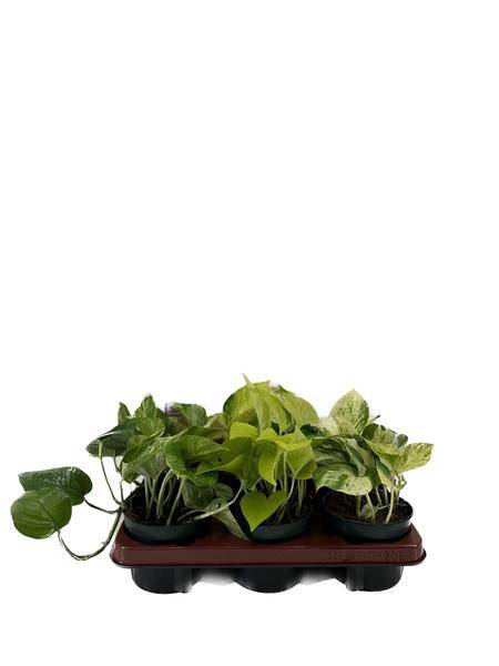 Efeutute – Epipremnum Mix – 6 Pflanzen – Ø12cm – Höhe ca. 15cm – Pflegeleichte Zimmerpflanzen – Rank