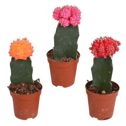 Sukkulenten & Kakteen Mix 3 Pflanzen Ø5,5cm – pflegeleichtes Pflanzen Set für Urban Jungle, Fensterbank, Wohnzimmer & Büro