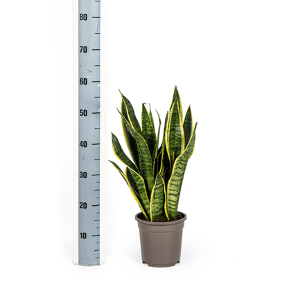 Bogenhanf Sansevieria Trifasciata Futura Superba – Zimmerpflanze – Ø17 cm Topf – Höhe 50-55 cm – Robust & pflegeleicht