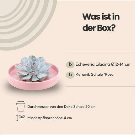 Sukkulente – Echeveria lilacina ROOTLESS – Ø20cm Schale „Rosa“ – Zimmerpflanze ohne Wurzeln – Pflegeleichte Schnitt-Sukkulente als Tischdeko & Geschenkidee