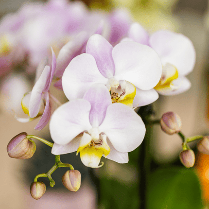 Phalaenopsis Orchidee Rosa ‘Portugal’ – Zimmerpflanze im Mosa Ziertopf Rosa Ø9cm – Pflanzset mit 2–3 Blütenstielen – Stilvolle Deko für Wohnzimmer & Büro