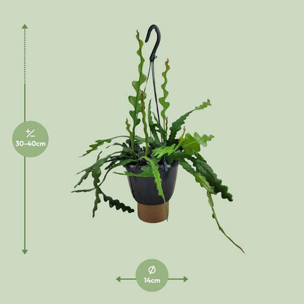 Sägeblattkaktus Epiphyllum Anguliger – Ø14cm – ↕35cm – Pflegeleichte Zimmerpflanze mit exotischem Wuchs – Fischgrätenkaktus für Wohnzimmer, Büro & Wintergarten