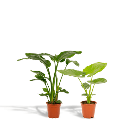 Pflanzenset Strelitzia Nicolai & Alocasia Macrorrhiza – 2 Zimmerpflanzen – Ø19cm – ↕85cm & ↕70cm Höhe – Immergrüne Blattschönheiten für Wohnzimmer & Büro