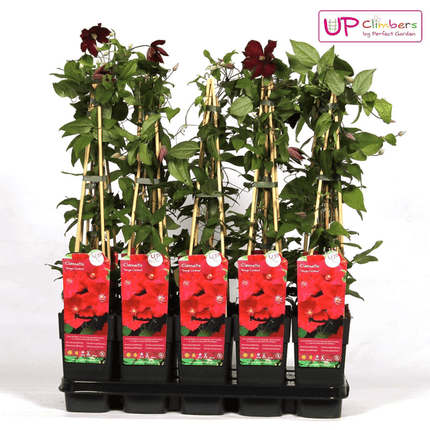Waldrebe – Clematis Hagley Hybrid – Ø15cm – ca. 65cm hoch – Winterharte Kletterpflanze mit großen rosa – bis purpurfarbenen Blüten