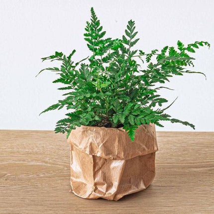 Farn – Athyrium spicatum – Terrarienpflanze – Kompakte Zimmerpflanze mit filigranen, grünen Wedeln – Ideal für Terrarium, Flaschengarten & feuchtigkeitsliebende Pflanzensets