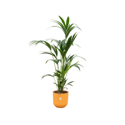 Kentia Palme – Forstersche Kentia – Zimmerpflanze – 160cm hoch – Ø26cm inkl. Jazz Topf Gelb – Elegante Palme für Innenräume – Tropische & pflegeleichte Grünpflanze