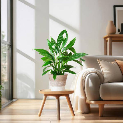 Scheidenblatt – Spathiphyllum – ↕80 cm – Ø21 cm-Topf + Weißer Korb „Lissabon“ – Zimmerpflanze mit weißen Blüten – Luftreinigend & pflegeleicht