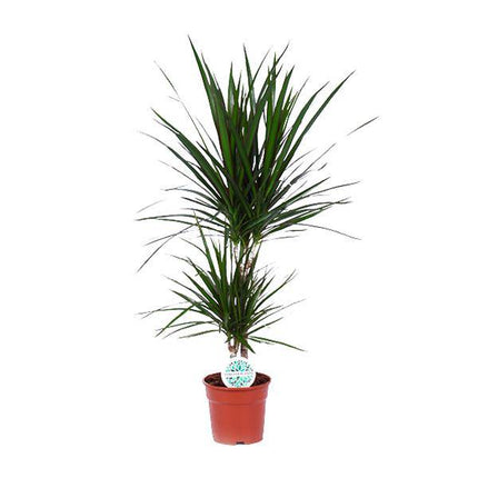 Drachenbaum – Dracaena Marginata – Zimmerpflanze – Ø17cm – ca. 75cm hoch – pflegeleichte Grünpflanze für Wohnzimmer Büro Flur