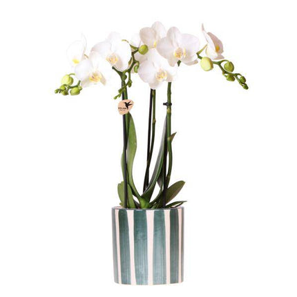 Phalaenopsis Orchidee Amabilis Weiß – Zimmerpflanze Ø9cm – inkl. Painted Stripe Topf Grün – Elegante Orchidee mit 2–3 Blütenstielen – Dekoratives Pflanzenset für Wohnzimmer, Büro & Geschenkidee