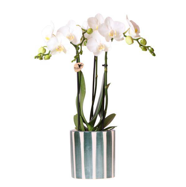Phalaenopsis Orchidee Amabilis Weiß – Zimmerpflanze Ø9cm – inkl. Painted Stripe Topf Grün – Elegante Orchidee mit 2–3 Blütenstielen – Dekoratives Pflanzenset für Wohnzimmer, Büro & Geschenkidee