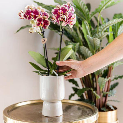 Überraschungsbox Orchideen – 4 verschiedene Pflanzen Ø9cm – Orchideen frisch vom Züchter – Pflegeleichte Zimmerpflanzen ohne Übertopf – Phalaenopsis Mix oder einfarbig