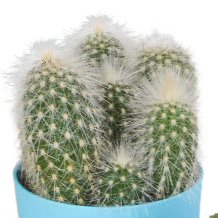 Kakteen Mix – 5 Pflanzen – Ø5,5cm Zimmerpflanzen im farbigen Kunststofftopf– Verschiedene Mini-Kakteen – Pflegeleichte Pflanzen für Fensterbank, Büro & Wohnzimmer